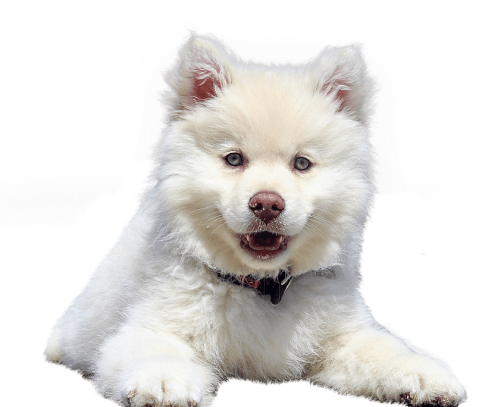 Dog Isolated Animal · Free photo on Pixabay